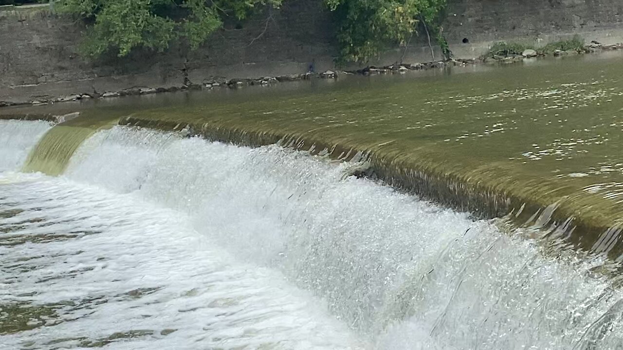 2021 Salmon run Humber River 42