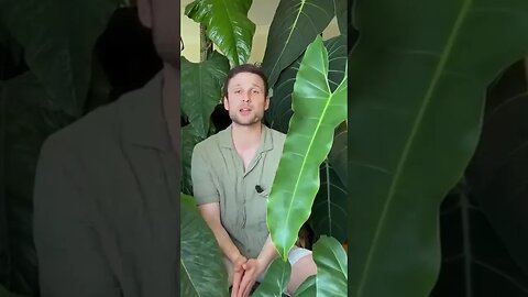 It’s all about light ☀️check out the full video (by clicking into the description) to learn more :)