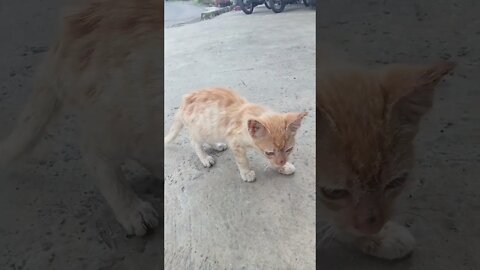 Hiburandulu#shortvideo #kucing #kucingviral#Countrycat