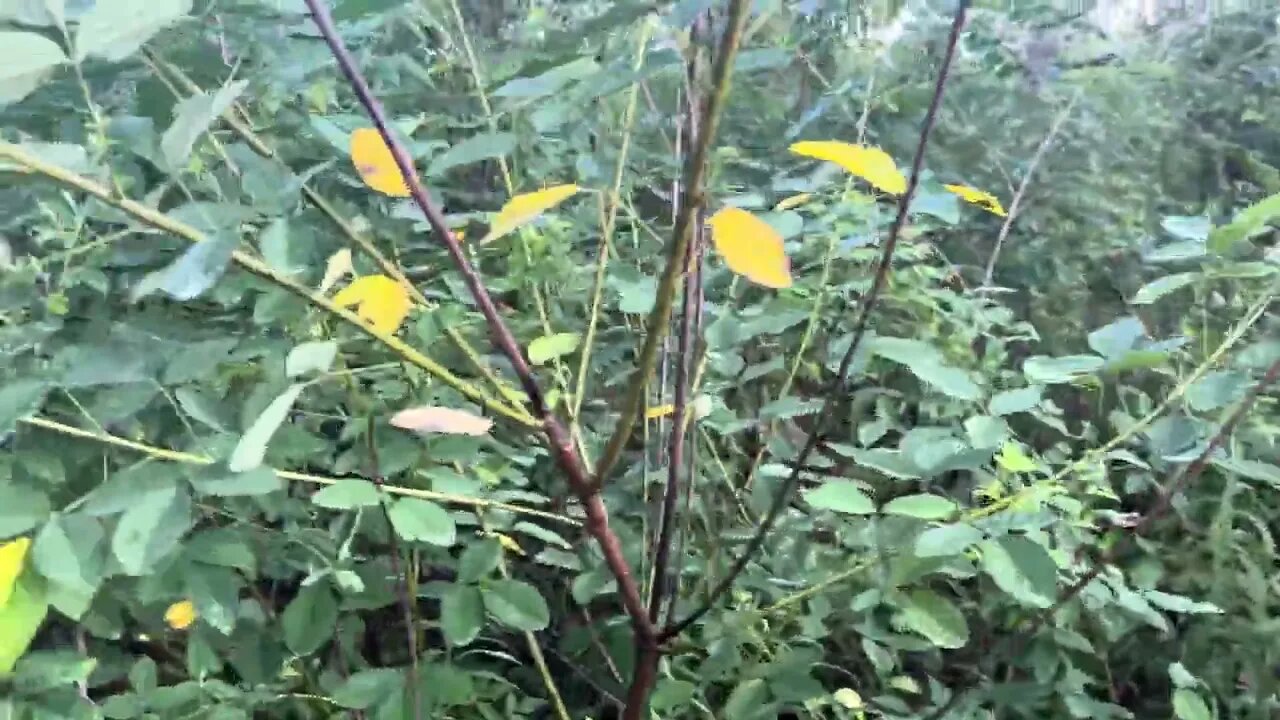 With the rain comes a jungle of green leafed Shrub Lespedeza!