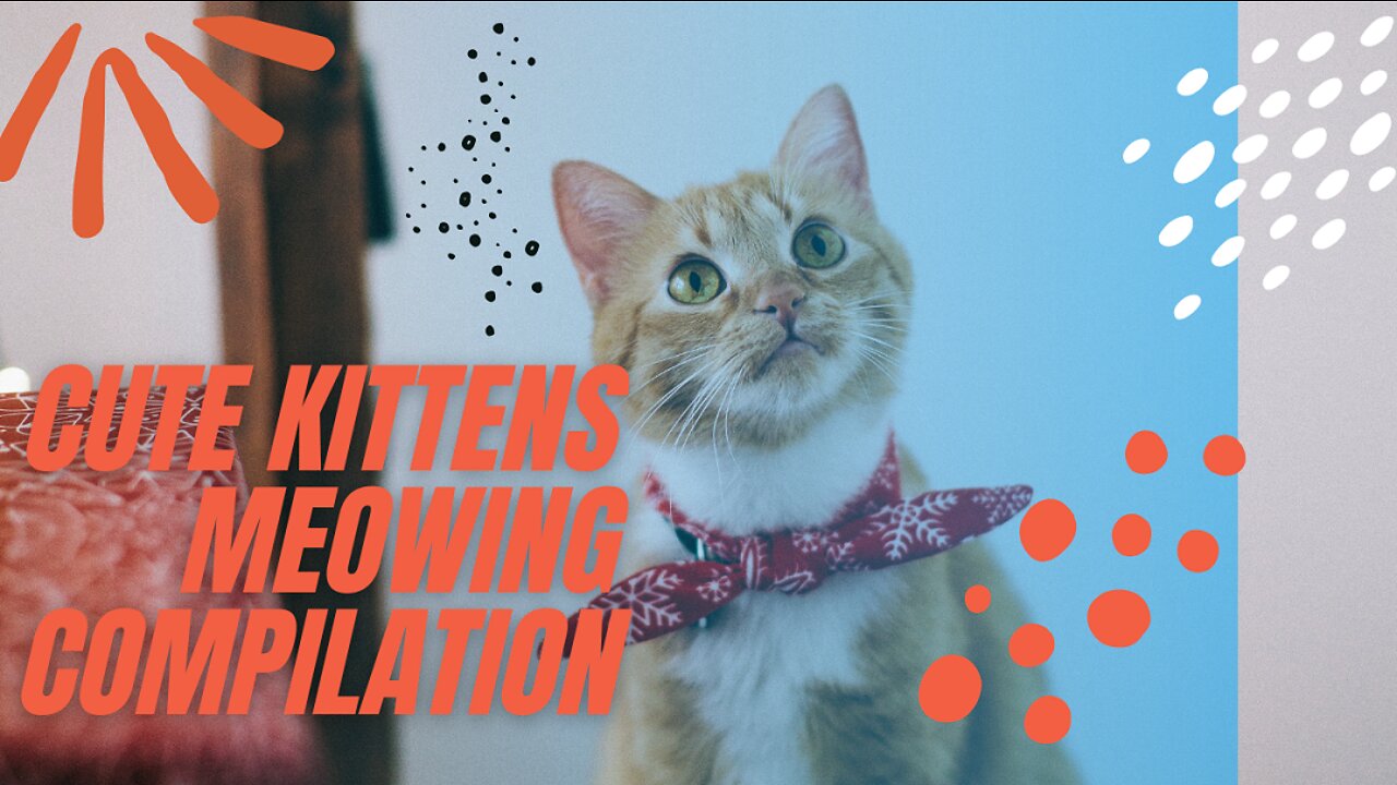 Cute kittens meowing compilation