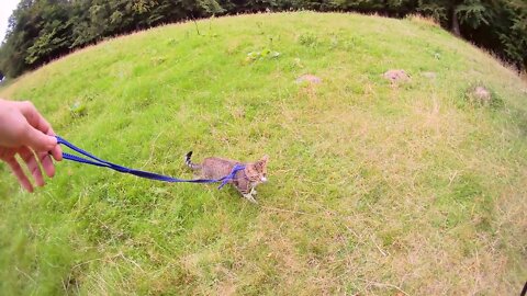 Kitten Rudolph Makes a Trip in the Mountains