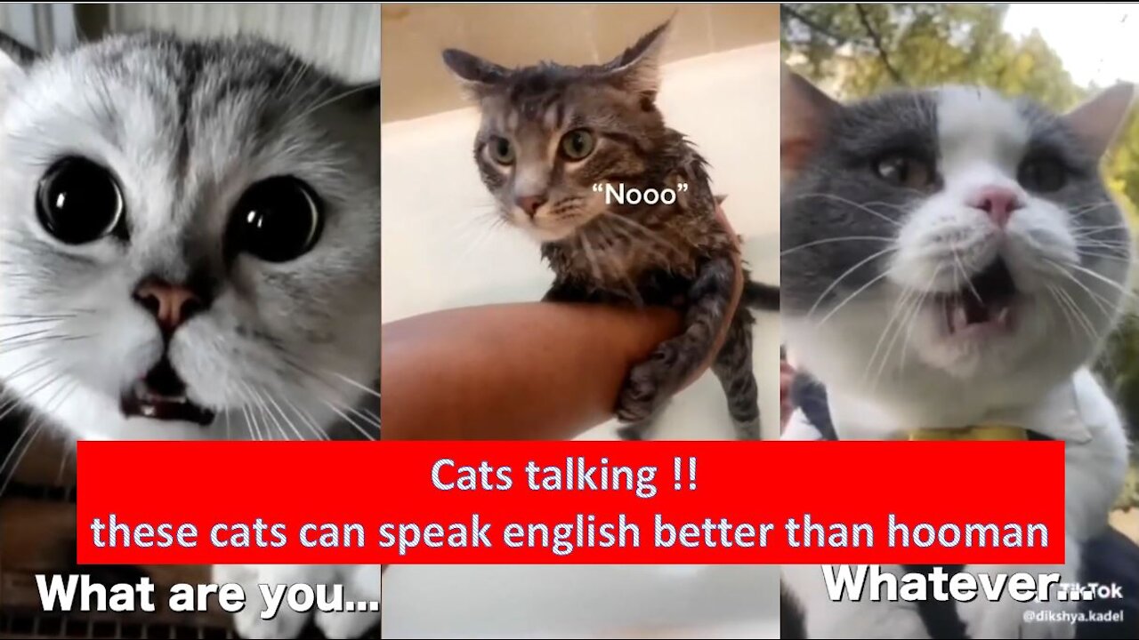 Cats talking !! these cats can speak english better than hooman