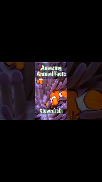 Discovering Clownfish Facts! 🐠🌊 #MarineLife #UnderwaterWorld