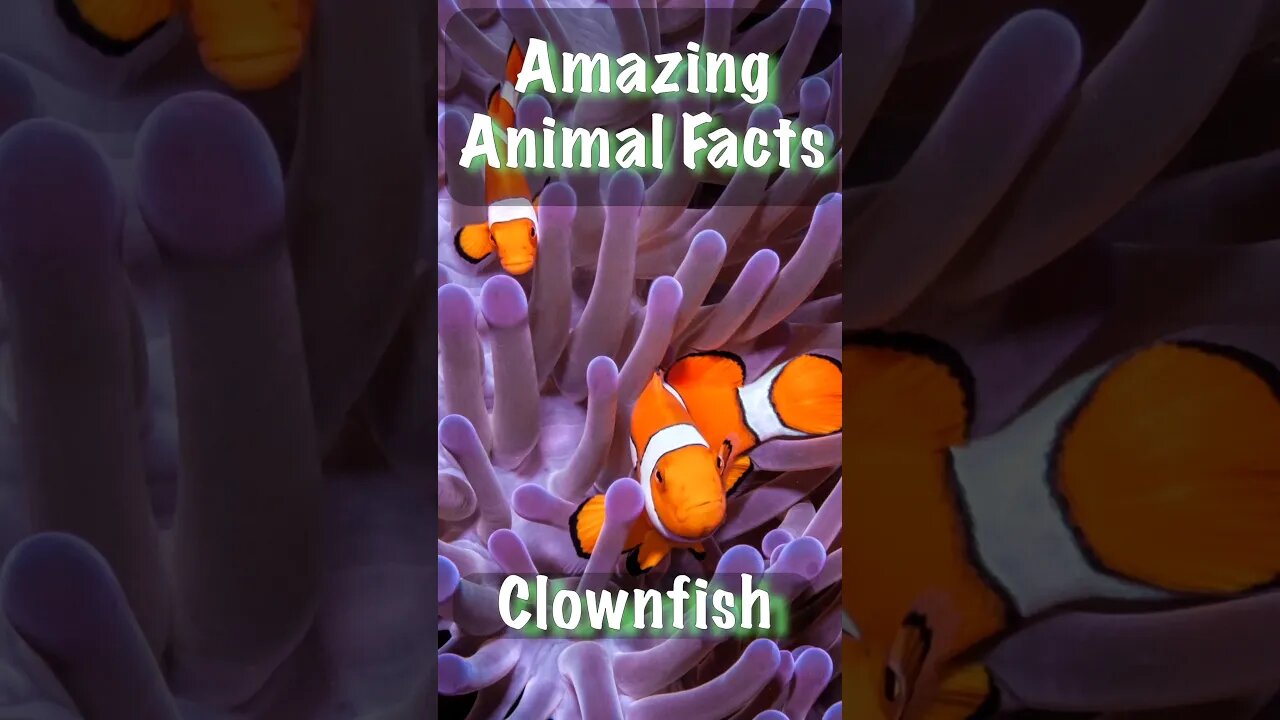 Discovering Clownfish Facts! 🐠🌊 #MarineLife #UnderwaterWorld