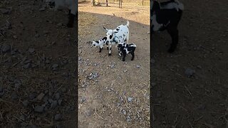 Baby Goats Jumping around. #farmlife #farm #goats #nigeriandwarf