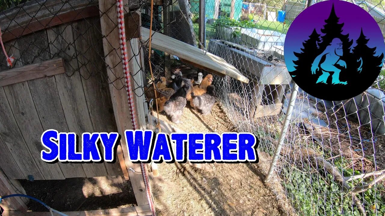 Replacing the Silky's Waterer