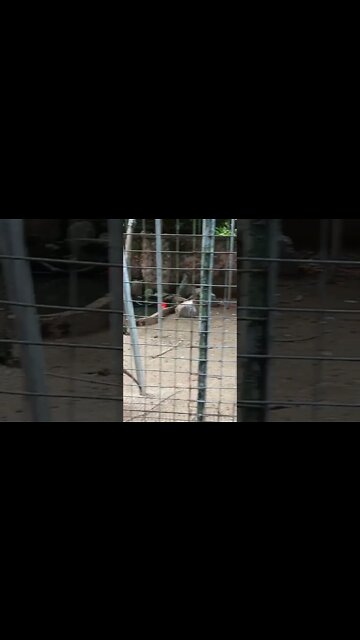 Red coloured flamingoes. 🤗😊