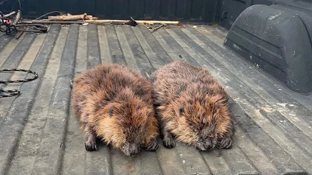 Connected Again!! Trapping Spring Beaver and Mink. Ep30