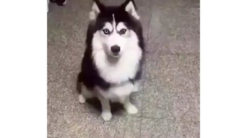 Cute dog #funny dogs