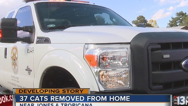 37 cats removed from Las Vegas home