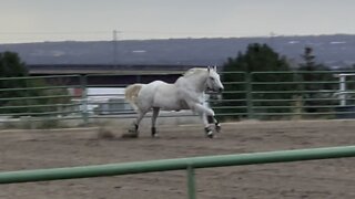 Legend is a real bad ass horse