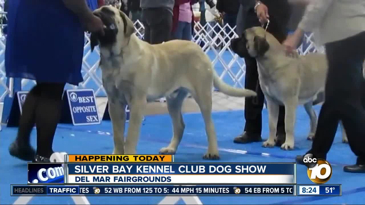 Silver Bay kennel club dog show