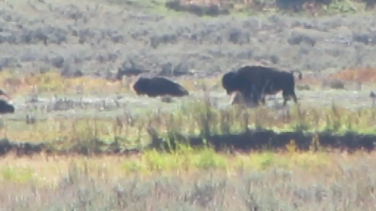 Bison in Yellowstone National Park