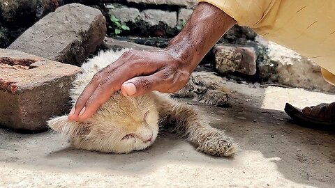 Poor abandoned cat thinking help would never come, get a helping hand!