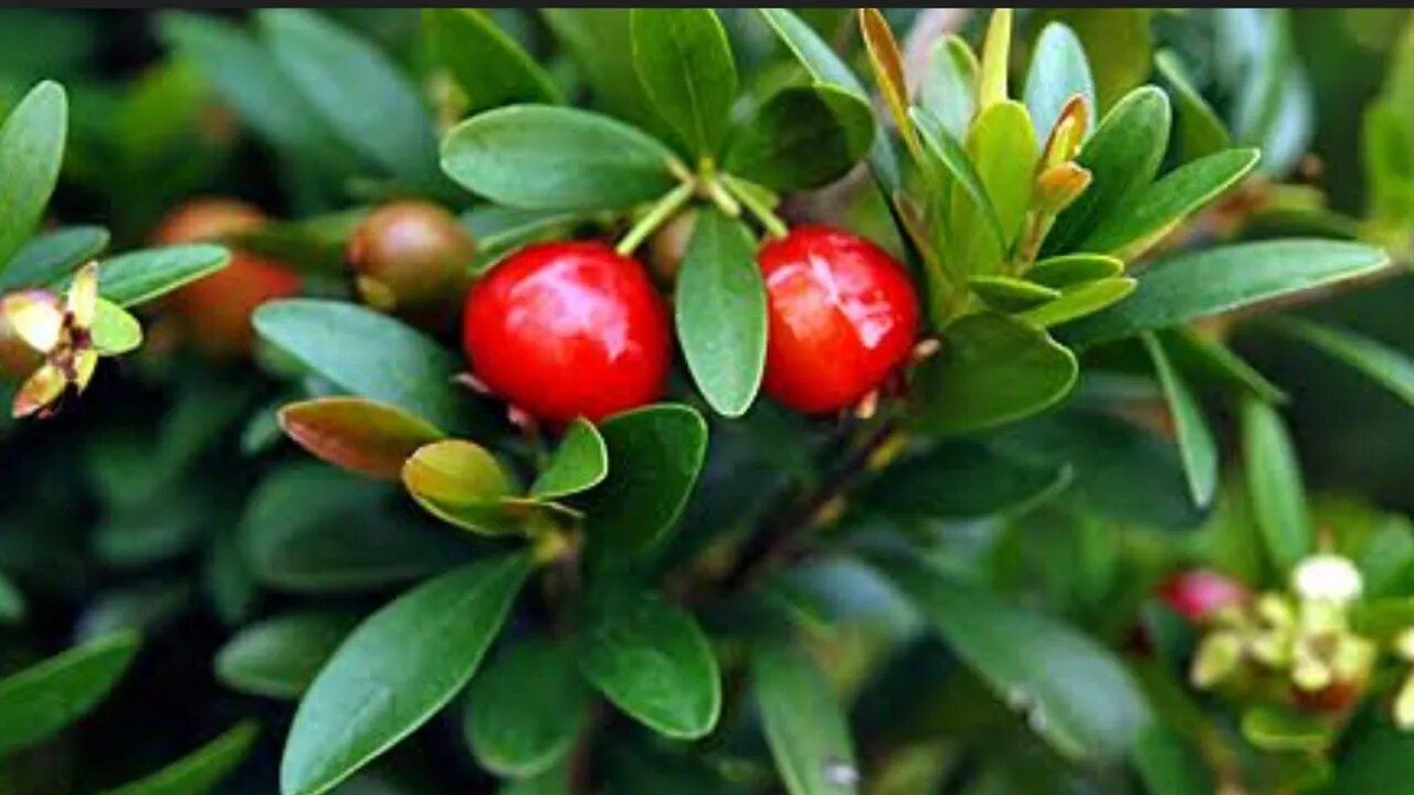 frutíferas produzindo em vaso longana lichia cereja kinkan doce a venda em Niterói RJ estou enviando