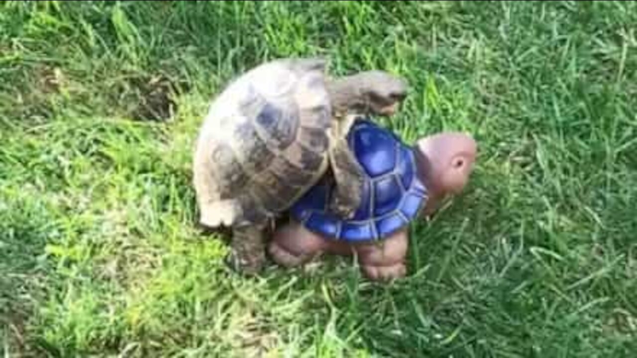 Real turtle tries to mate with clay turtle