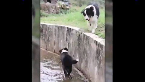 cute and friendly