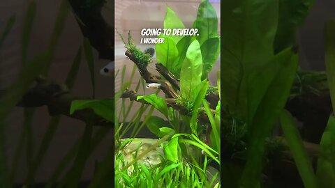 Baby Ranchu In Tropical Tank #fishaquarium #beautifulfishes #fishlovers #aquariumvideos
