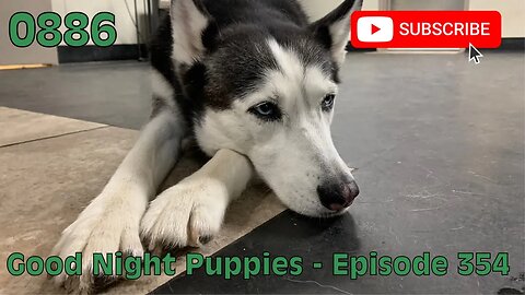 [0886] GOOD NIGHT PUPPIES - EPISODE 354 [#dogs #doggos #doggos #puppies #dogdaycare]
