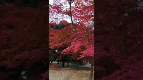 Breathtaking Leaves in Kyoto #shorts #autumn #kyoto