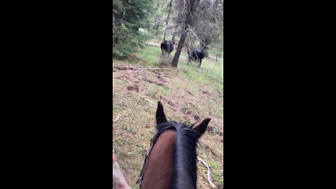 How a professional cowboy moves cattle