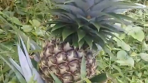 young pineapple