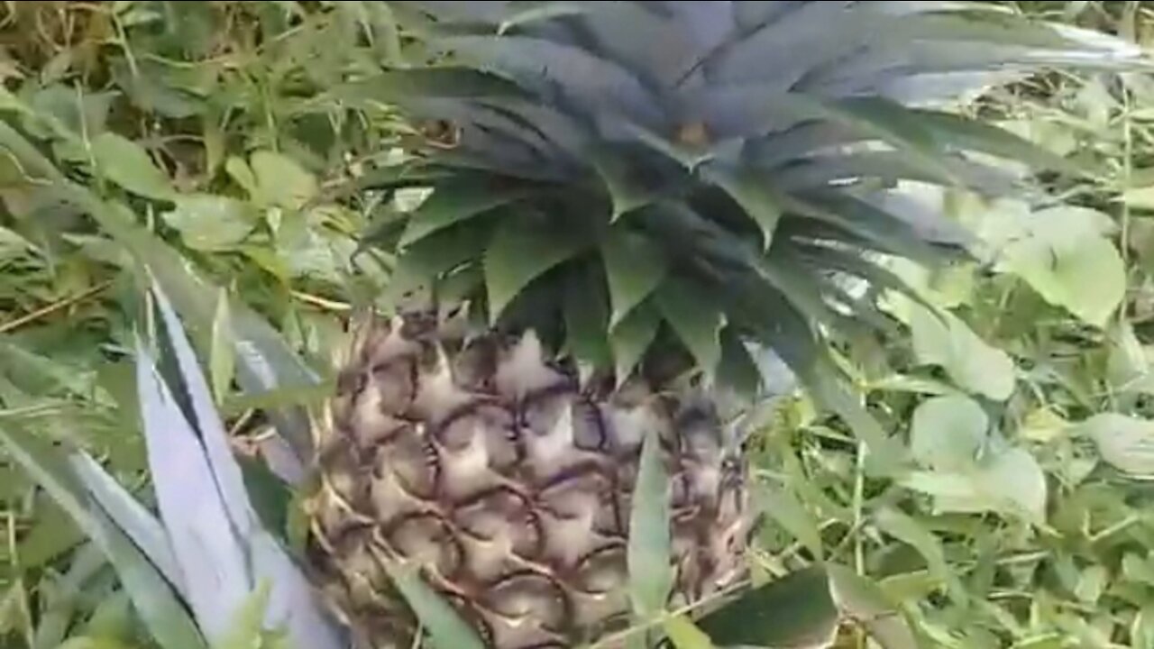 young pineapple