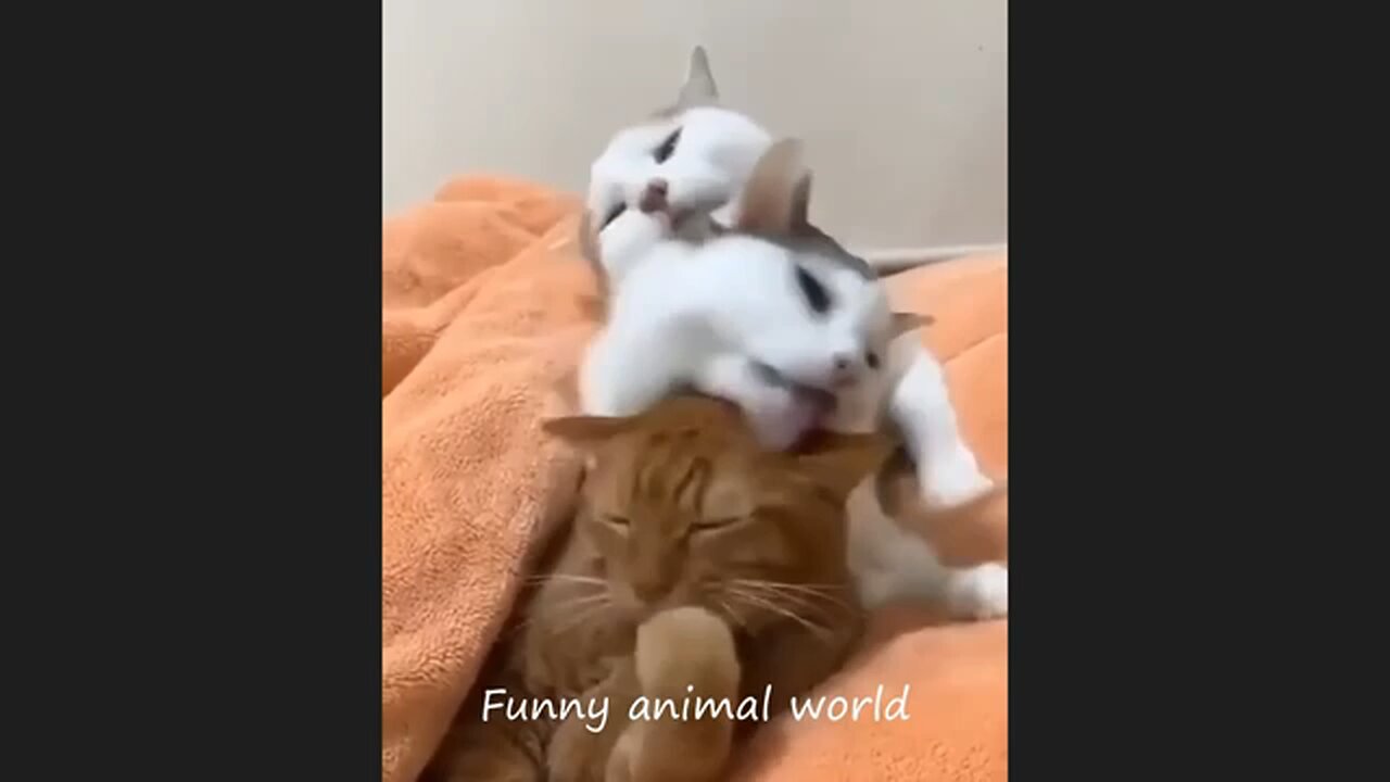 funny cat videos don't stop laughing😂😂😂