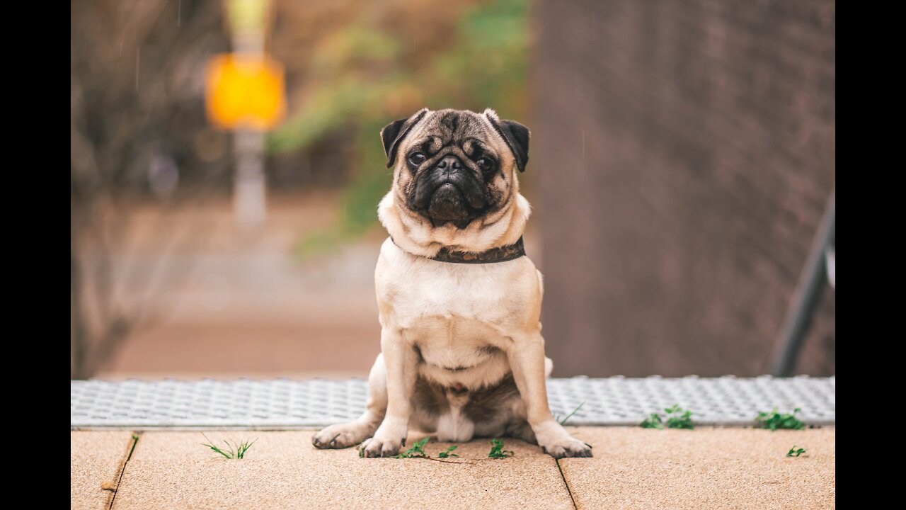 pets pets An Adorable Pug Barking