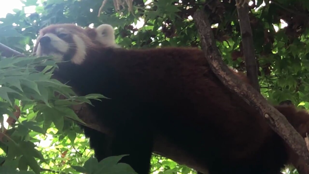 Lesser panda