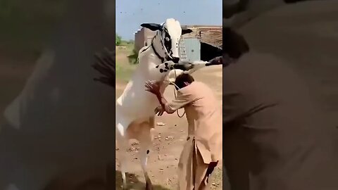 qurbani Ke janwar SE Bach k rehna buhat Marty Hain Bhai dangrous cow 🐄 part 1#shorts