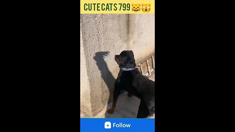 Funniest animals videos cats 🙀 and dogs 🐕 #shorts