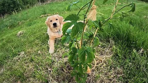 Getting Hop Plants Ready for the Season!