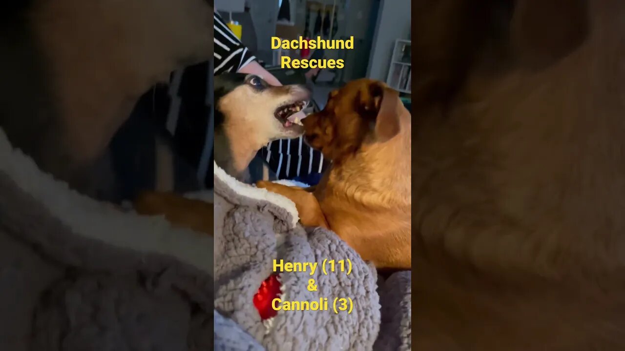 Night time behavior between dachshund brothers…
