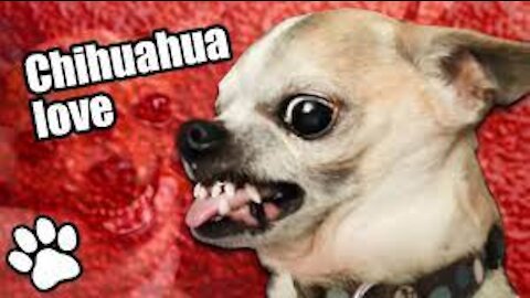Angry Chihuahuas funny fall dog pets Angry Chihuahuas 2021