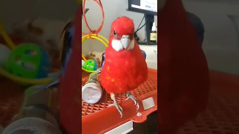 Cute Rosella Parrot ❤❤ l #shorts l #rosellaparrot l #pets l @BikisAviary