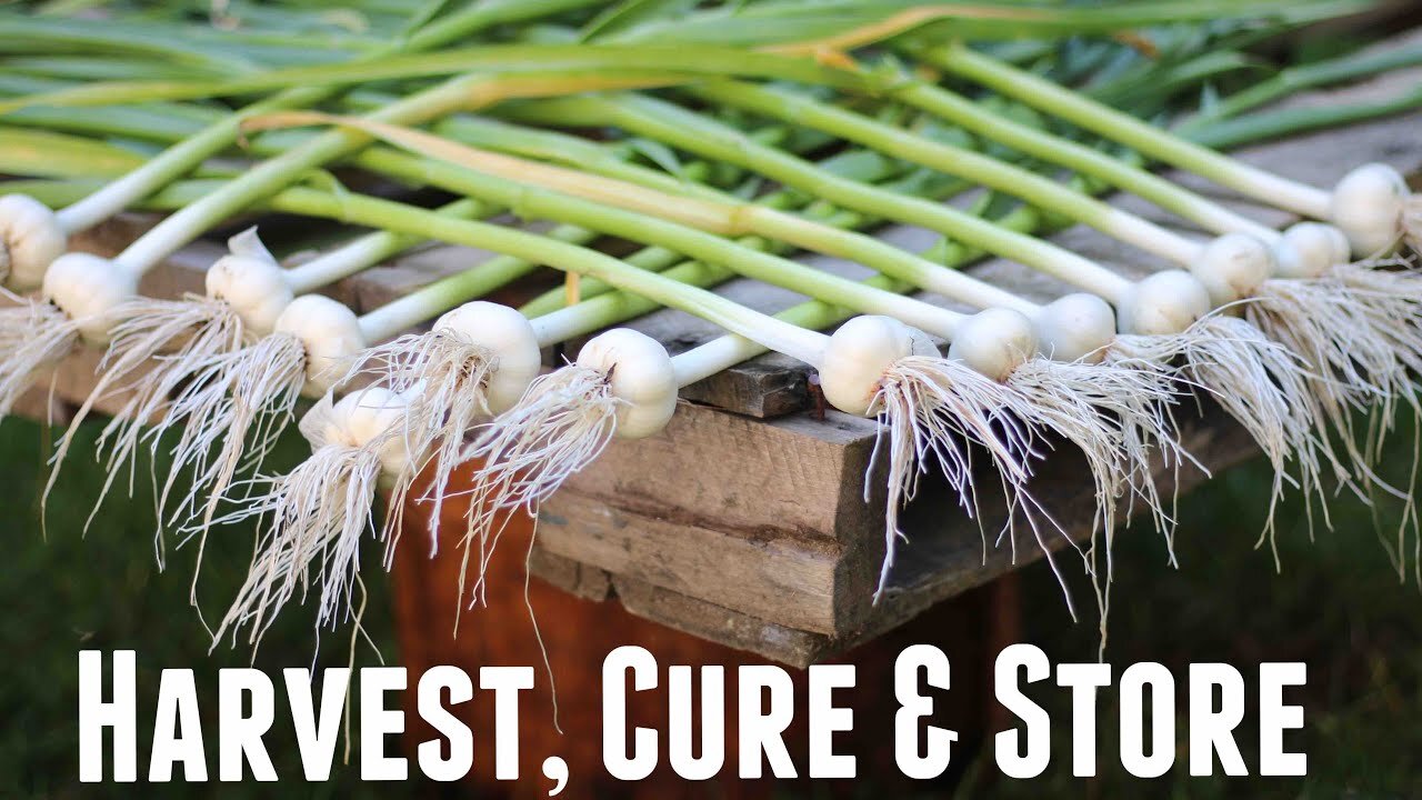 How to Harvest Garlic | When to Pick Garlic | Quick Tips For Harvesting Garlic