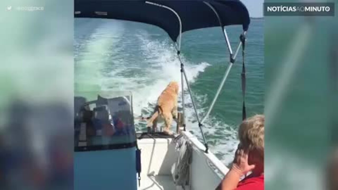 Cão vê um golfinho pela primeira vez