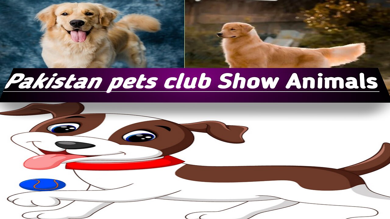 Pakistan pets club show animals