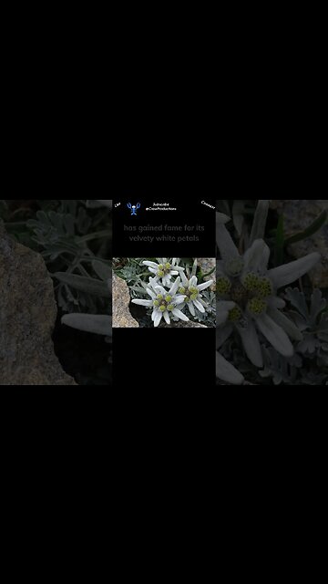 The Edelweiss, a flower native to the Alpine regions of Europe #flowers #shorts
