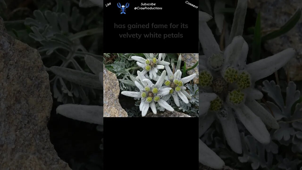 The Edelweiss, a flower native to the Alpine regions of Europe #flowers #shorts