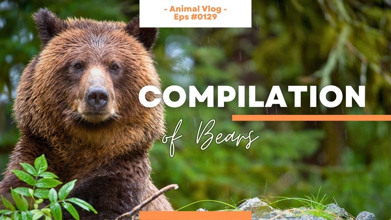 Bear-y Adorable Compilation Videos 🐻🍯🐾 Video Clips of Bear Antics