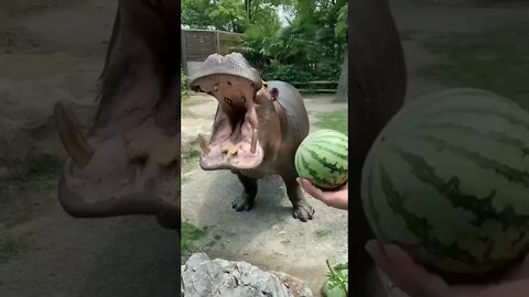 Hipopótamo Comendo Melancia 🍉🦛 #shorts