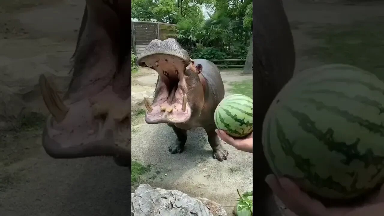 Hipopótamo Comendo Melancia 🍉🦛 #shorts