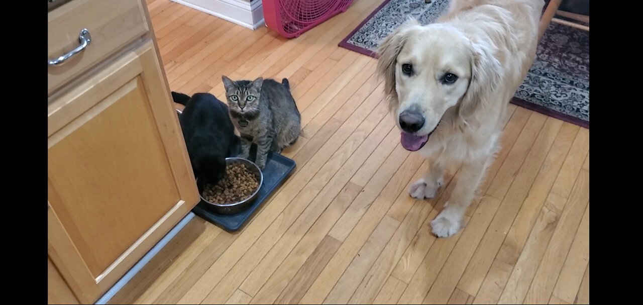2 cats steal Golden Retriever's food