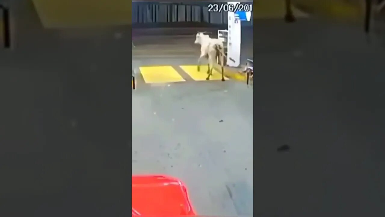 cow spots opps at gas station