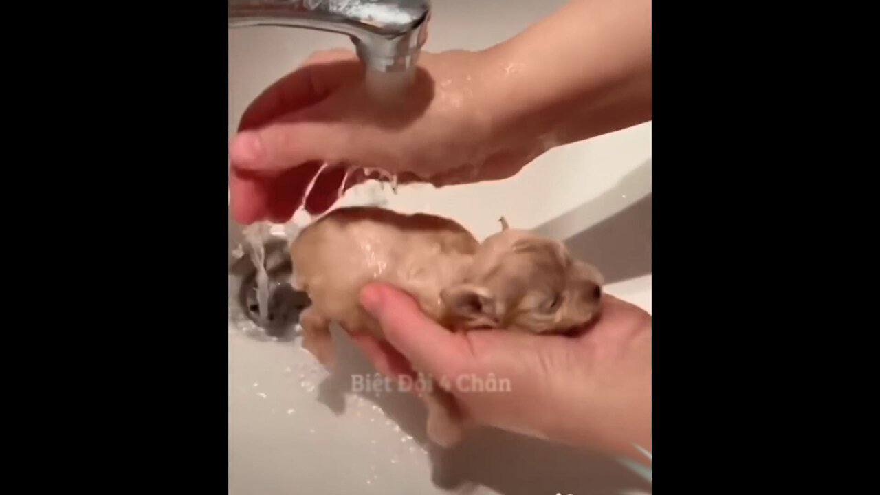 Baby Pet Bath time