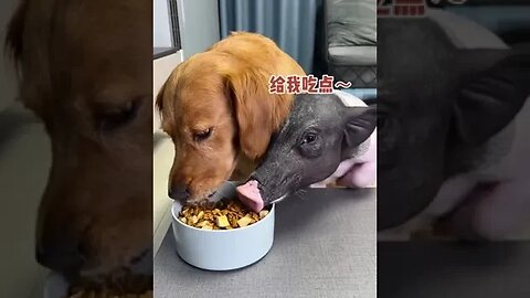 Silly dog silly pig, can eatIs a blessing # of pet