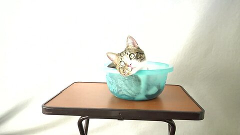 A Bucket of Cat